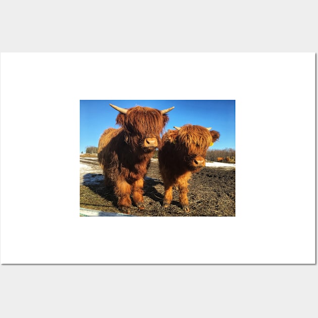 Scottish Highland Cattle Calves 1976 Wall Art by SaarelaHighland